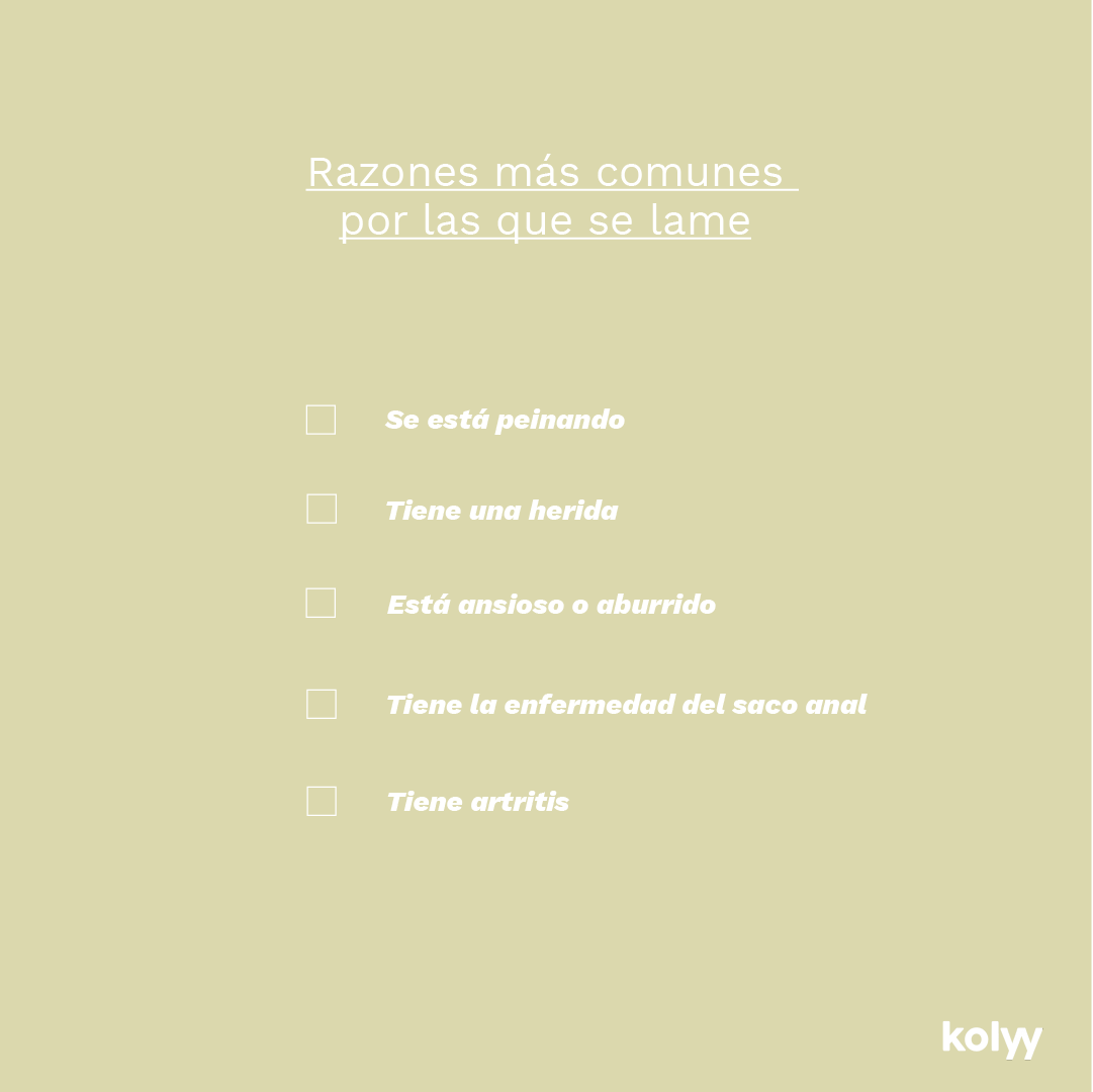 Kolyy_official's tweet photo. ¿Sabías que hay tantas posibles razones detrás de por qué los perros se lamen? 

Aunque lamer es algo muy común en los perros, deberíamos tener en cuenta estas opciones si vemos que el nuestro lo hace todo el tiempo, e ir al veterinario para averiguar cuál es el motivo concreto☺️ https://t.co/2HypxTlQD0