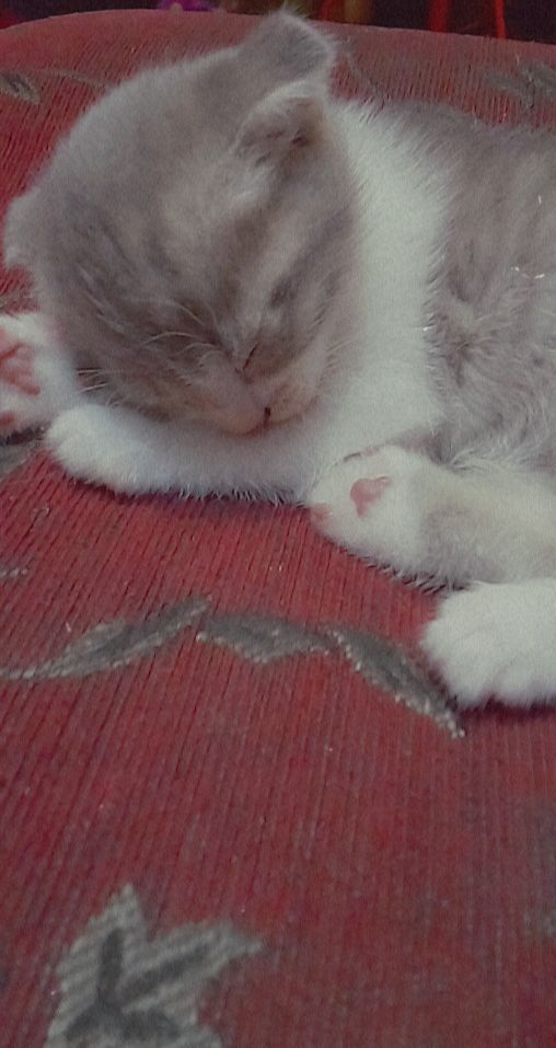 DASHA64964282's tweet photo. Как вам моя булочка с кОрИцЕЙ
🐺
#взаимный https://t.co/fZ2l8K4dCl