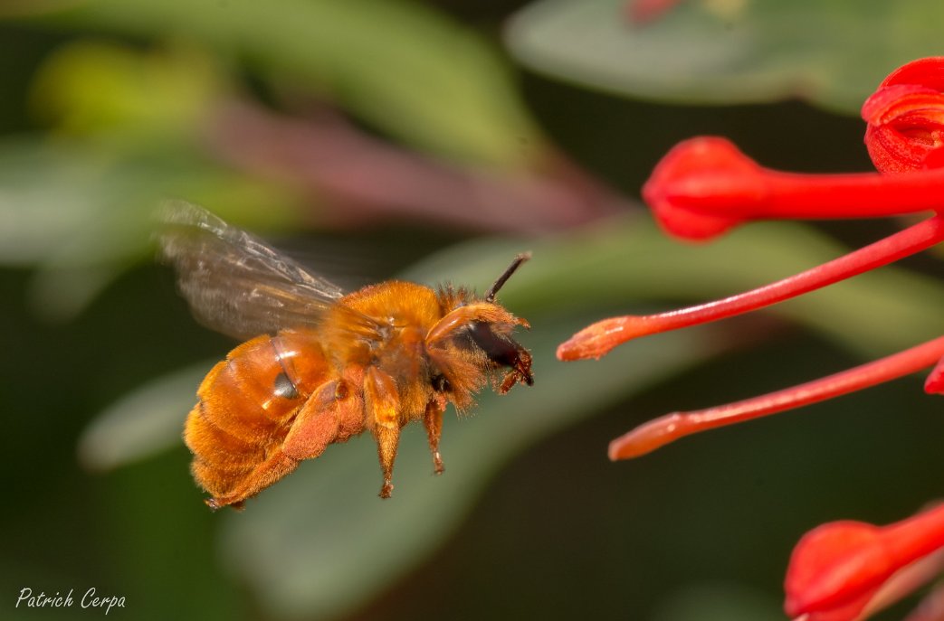 Buen día a todos, espero la estén pasando bien.Hoy les traigo un hilo que les he estado debiendo desde hace tiempo, y es cobre los tipos de flores que podemos elegir para atraer abejas nativas y otros polinizadores a nuestra casa.Sin más que decir, abro este hilo 