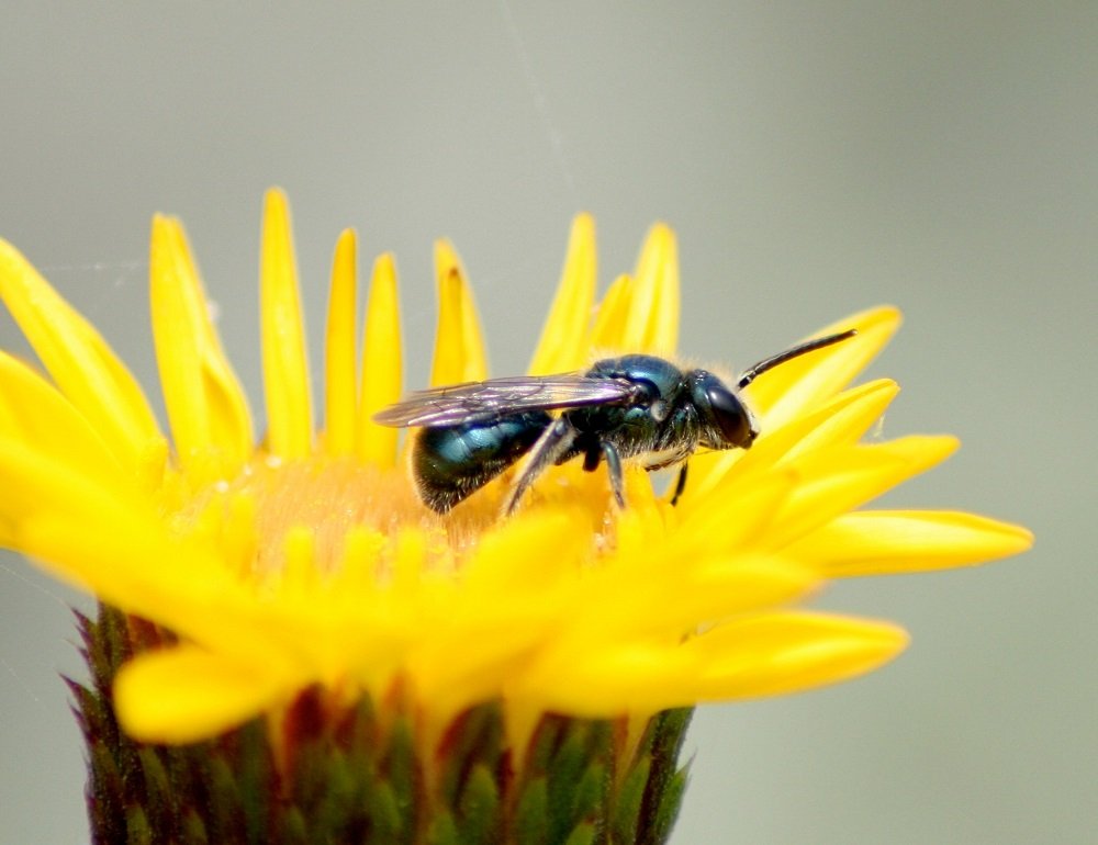Buen día a todos, espero la estén pasando bien.Hoy les traigo un hilo que les he estado debiendo desde hace tiempo, y es cobre los tipos de flores que podemos elegir para atraer abejas nativas y otros polinizadores a nuestra casa.Sin más que decir, abro este hilo 