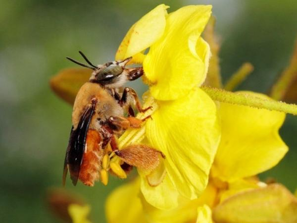 Buen día a todos, espero la estén pasando bien.Hoy les traigo un hilo que les he estado debiendo desde hace tiempo, y es cobre los tipos de flores que podemos elegir para atraer abejas nativas y otros polinizadores a nuestra casa.Sin más que decir, abro este hilo 