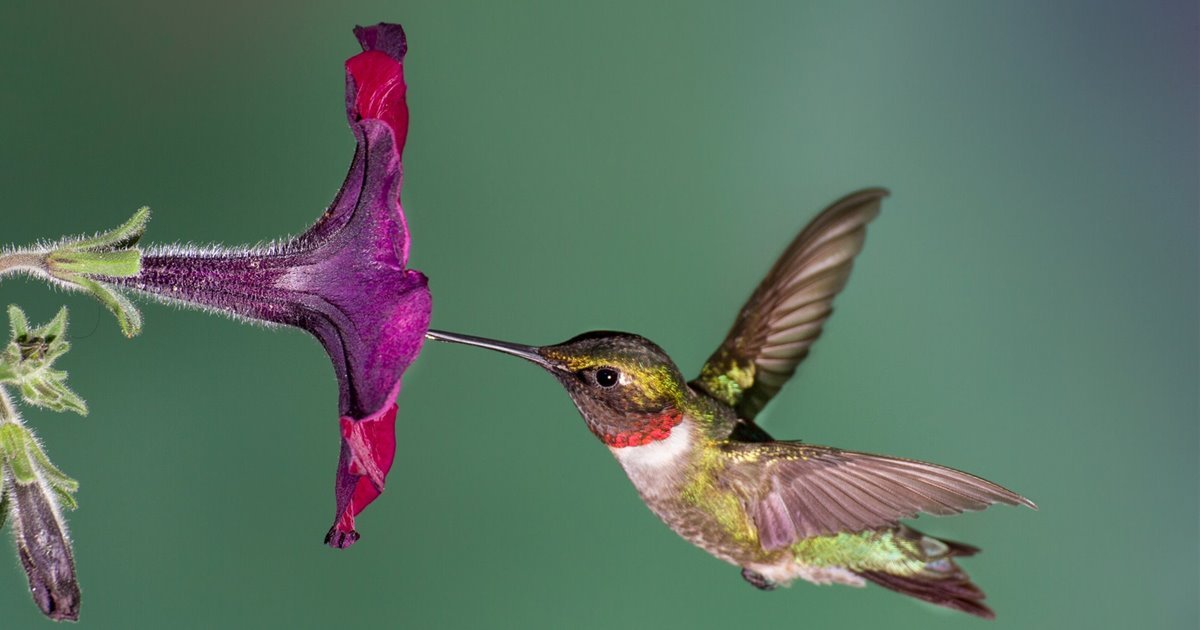 Buen día a todos, espero la estén pasando bien.Hoy les traigo un hilo que les he estado debiendo desde hace tiempo, y es cobre los tipos de flores que podemos elegir para atraer abejas nativas y otros polinizadores a nuestra casa.Sin más que decir, abro este hilo 