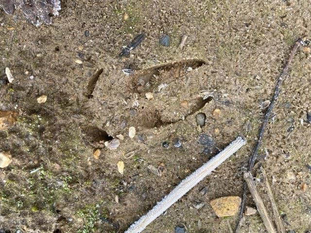 Wild-boar spotted in Norfolk and confirmed with an excellent print demonstrating the indentation left by the dew claw.