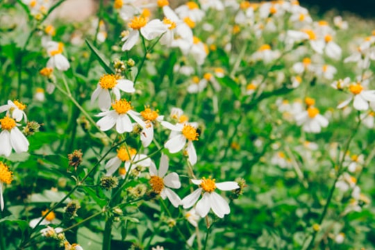Ojo primero con una cosa, las plantas que voy a recomendar sólo se aplican para México y parte de Centroamérica en esta ocasión, aunque las familias botánicas en las que se encuentran estas, atraen abejas nativas en casi todo el mundo.