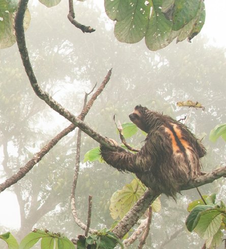 Our economies, livelihoods and well-being all depend on our most precious asset: Nature 1/11