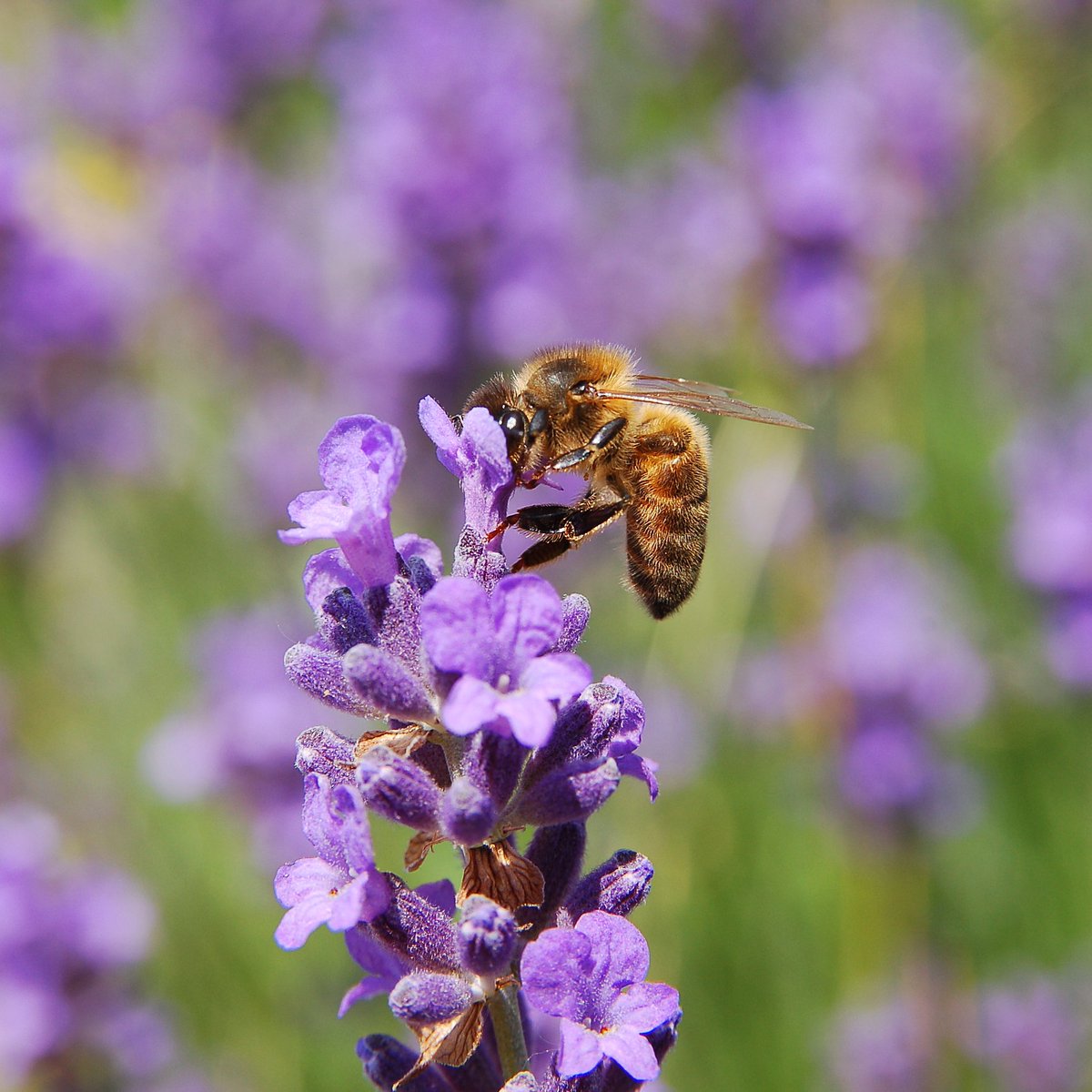 Generalmente en nuestras casas, muchas personas cultivan lavanda, menta, albahaca, etc. Sin embargo, estas plantas no sirven para atraer abejas nativas, sólo atraerán polinizadores que naturalmente comparte distribución con estas especies, como Apis mellifera y algunos abejorros.