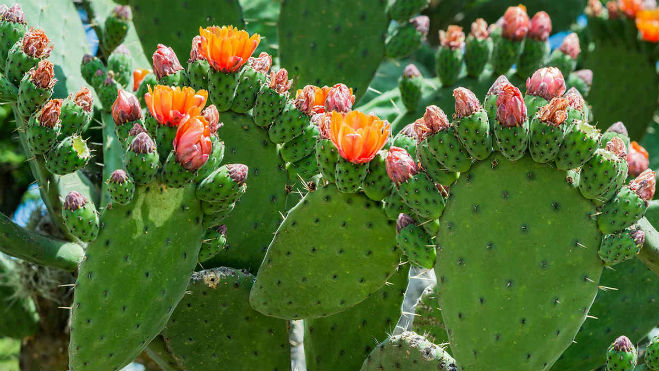 Saltandome un poco del tema, ¿Sabían que existen más de 24,000 especies de plantas en México?, esto nos convierte en uno de los primeros lugares en riqueza mundial, sin embargo, gran parte de nuestra flora es endémica y no se encuentra en otro lugar del mundo.