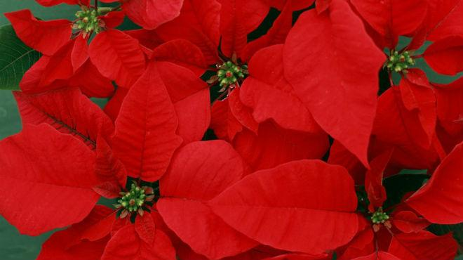 Saltandome un poco del tema, ¿Sabían que existen más de 24,000 especies de plantas en México?, esto nos convierte en uno de los primeros lugares en riqueza mundial, sin embargo, gran parte de nuestra flora es endémica y no se encuentra en otro lugar del mundo.