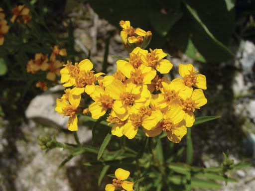 Saltandome un poco del tema, ¿Sabían que existen más de 24,000 especies de plantas en México?, esto nos convierte en uno de los primeros lugares en riqueza mundial, sin embargo, gran parte de nuestra flora es endémica y no se encuentra en otro lugar del mundo.