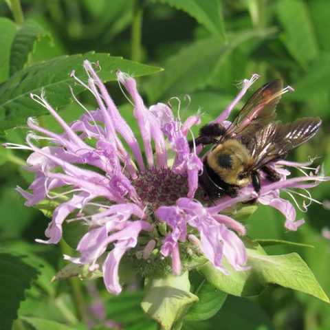 Lamiaceae (familia de la salvia, chía y la lavanda)Suena irónico que recomiende la familia de la lavanda, pero es que hay varias de lamiaceae nativas, que son sustitutos perfectos a la lavanda, e igualmente medicinales y aromáticas. Recomiendo Salvias como S. elegans y mexicana.