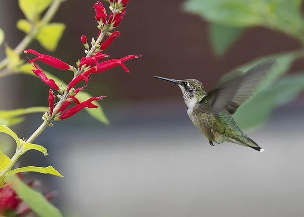 Lamiaceae (familia de la salvia, chía y la lavanda)Suena irónico que recomiende la familia de la lavanda, pero es que hay varias de lamiaceae nativas, que son sustitutos perfectos a la lavanda, e igualmente medicinales y aromáticas. Recomiendo Salvias como S. elegans y mexicana.