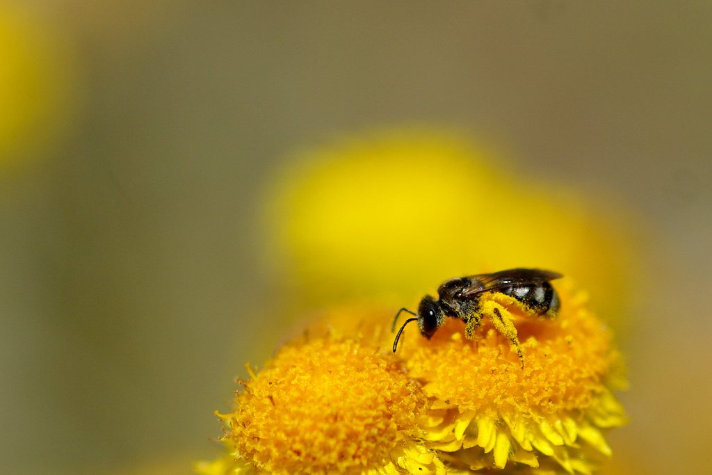 Pero siguiendo con el tema central, les voy a decir las familias de plantas que recomiendo, algunas especies que yo compruebo que sí atraen abejas nativas y algún dato interesante que les pueda compartir de esas plantas. 