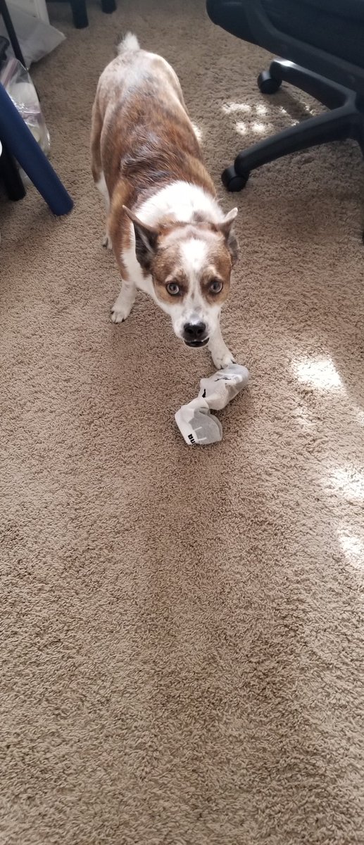 Mister_Matched's tweet photo. Oh hey...how long have you been standing there? #doggo #adorable https://t.co/SVEFpw4jCd