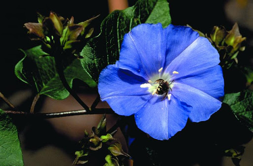 Convolvulaceae (familia de las ipomoea, camotes y cazahuates).Aunque sus flores abren en las primera horas del día, no dejan de ser bonitas decoraciones para bardas y patios. Atraen varias especies de abejas, colibries y mariposas.Recomiendo Ipomoea violacea y batatas.
