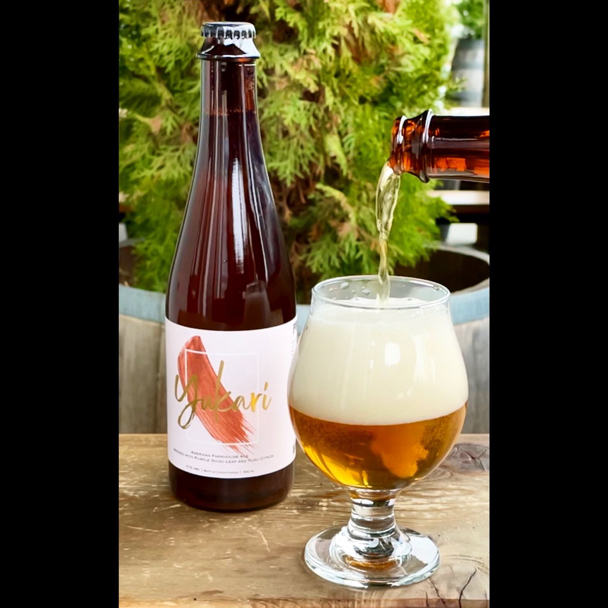 NEW RELEASE FRIDAY FEB 5 YUKARI FARMHOUSE ALE 
Details on powellbeer.com
#craftbeer #yeastvan #farmhouseale #powellbrewery #vancouverbc #eastvan #drinklocal #vancouverchefs #vancouversushi #shiso #yuzu #supportlocalvancouver