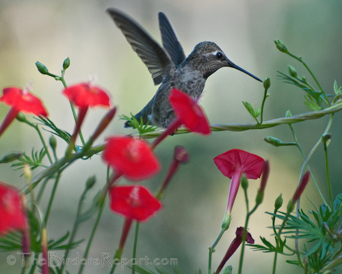 Convolvulaceae (familia de las ipomoea, camotes y cazahuates).Aunque sus flores abren en las primera horas del día, no dejan de ser bonitas decoraciones para bardas y patios. Atraen varias especies de abejas, colibries y mariposas.Recomiendo Ipomoea violacea y batatas.