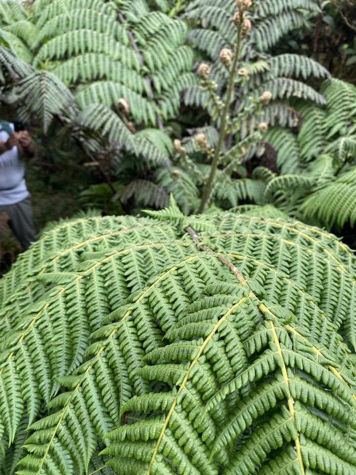 Galápagos Conservancy (@savegalapagos) on Twitter photo More from the expedition to Alcedo Volcano: 8 individual tree ferns, thought to be extinct in the region, were discovered by the Giant Tortoise Restoration Initiative Team! Director <a href="/wacho_tapia/">Wacho Tapia</a> captured these photos of this lush plant species (details: bit.ly/3aqxwcZ). More from the expedition to Alcedo Volcano: 8 individual tree ferns, thought to be extinct in the region, were discovered by the Giant Tortoise Restoration Initiative Team! Director <a href="/wacho_tapia/">Wacho Tapia</a> captured these photos of this lush plant species (details: bit.ly/3aqxwcZ).