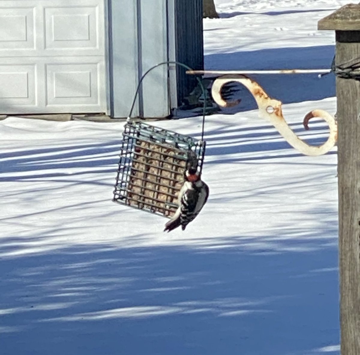 jeanmillswriter's tweet image. A downy woodpecker at the feeder in the sunshine and recorders rocking Bach on @cbcmusic #AboutTime A good day. #PandemicLife #randomthings