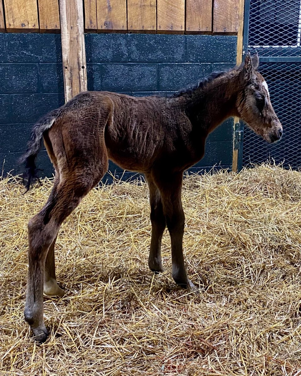 It's a colt! 🍼💙 Meet our newest foal by Bernardini out of our mare, Stargirl. #foalingseason