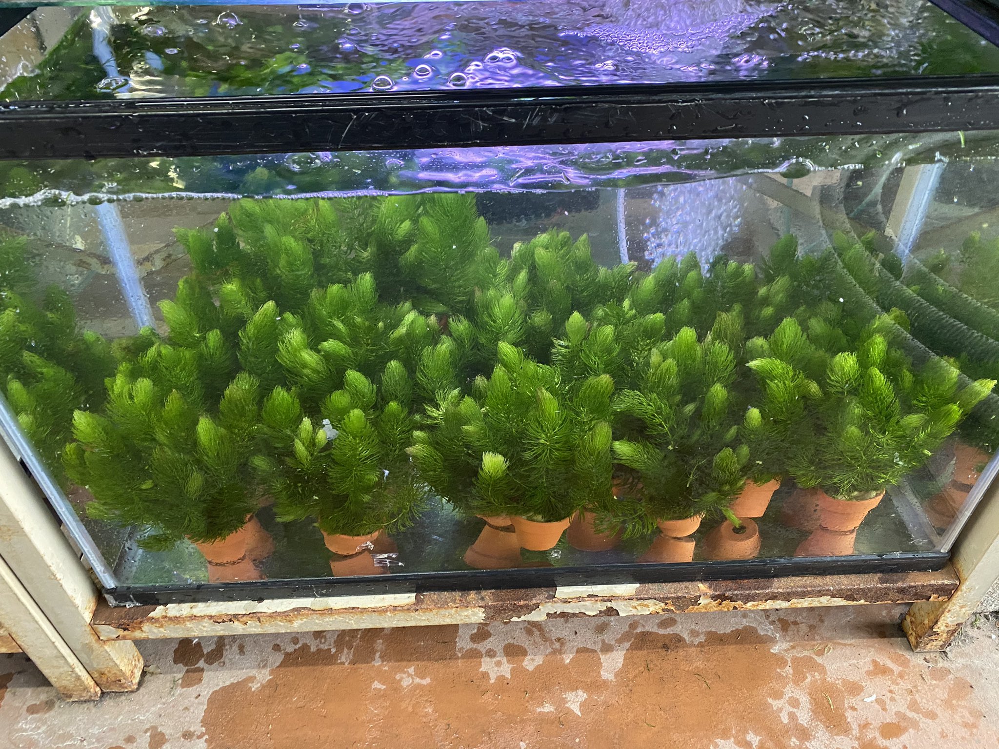 西武池袋本店9f屋上フィッシュショップ 国産鉢植え水草 国産鉢植えマツモ両方入荷しました 無農薬なので甲殻類 貝類の水槽でも使えます 本日10 00 19 00営業です ご来店お待ちしてます 国産水草 アクアリウム マツモ 西武池袋