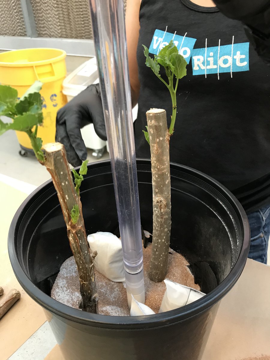 For my new job, as a brand new science padawan, I got to work closely with  @BethanyAvera to help design and carry out a new experiment studying the impacts of mycorrhizal  #fungi on  #soil organic matter 5/n