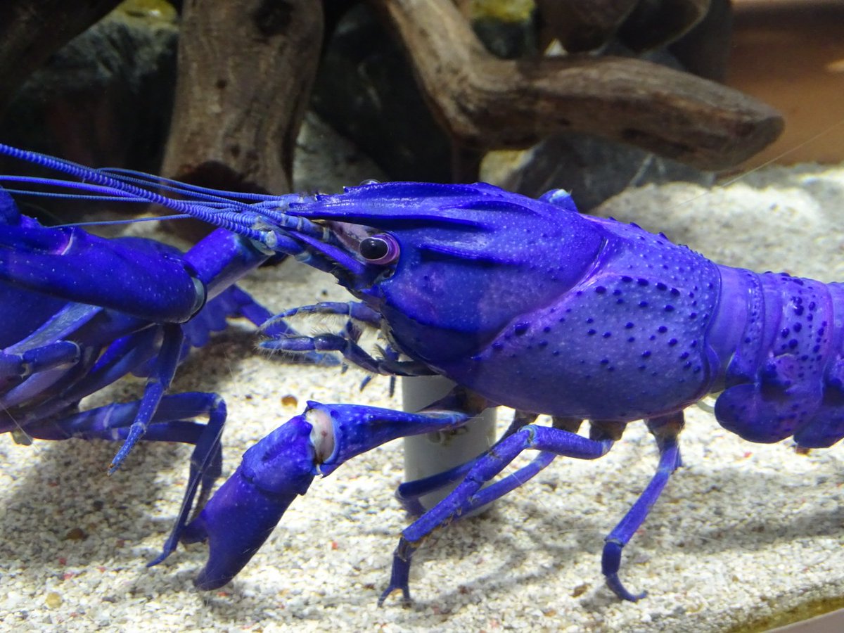 鳥羽水族館には 青い絵の具で塗ったみたいなザリガニがいて衝撃 二度見した 茹でるとどうなるの 公式さんが実際に茹でてみた Togetter