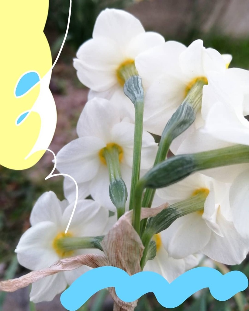 okajiris's tweet photo. Beauty of back style.🌼🌱🕊️🌱🌼
@okajax.bagart
#okajax. #collageart #etsy #creema #base #plantsart #plantspopart #plantlover #plantscollage #plantlife #botanicalart #動的平衡 #植物コラージュ #植物のある生活 #植物アート #植物のある暮らし #植物好き https://t.co/fVksGQGtyN
