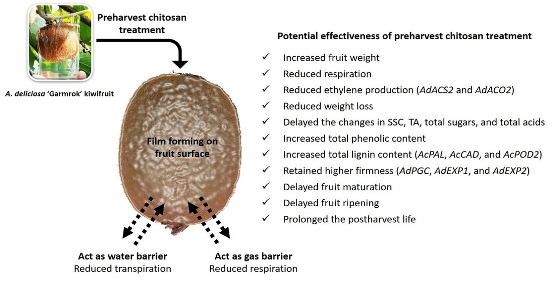 Foods_MDPI's tweet photo. #mdpifoods "Preharvest Application of #Chitosan Improves the Postharvest Life of ‘Garmrok’ #Kiwifruit through the Modulation of Genes Related to #Ethylene Biosynthesis, #Cell_Wall Modification, and #Lignin Metabolism" by Joonyup Kim et al.
🔗More info https://t.co/aUbPIWq1mB https://t.co/bS1zJCf2Vc