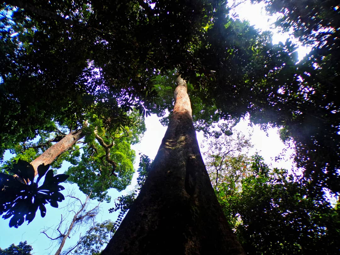 En forêt, au cœur de la nature...
Site écotouristique #BoisDesGéants 🇬🇦