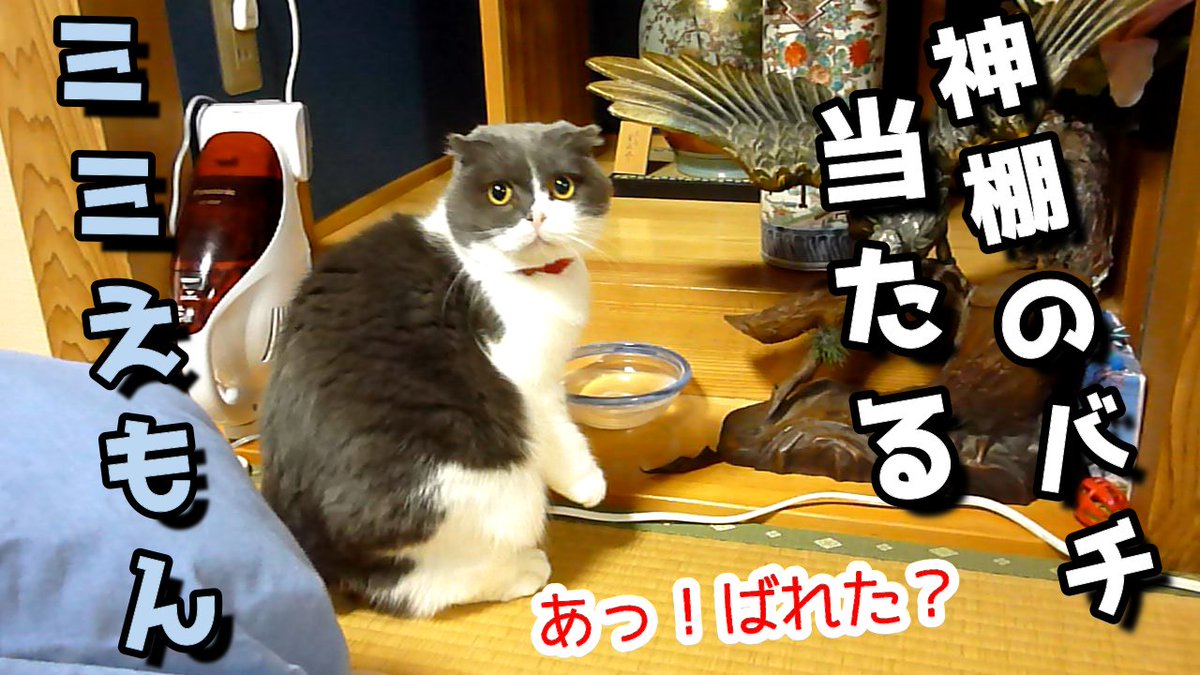 The ぐうたらず 神棚のバチ当たる サバおもちゃ スコティッシュフォールド猫 のミミ 神棚にお参りするというミミ しかし神棚でいたずら遊びを始めます バチ当たりな行動をするミミに待っていたものとは 猫のいる暮らし ねこ Youtube The ぐうたらず 神棚のバチ当たる サバおもちゃ スコティッシュフォールド猫 のミミ 神棚にお参りするというミミ しかし神棚でいたずら遊びを始めます バチ当たりな行動をするミミに待っていたものとは 猫のいる暮らし ねこ Youtube