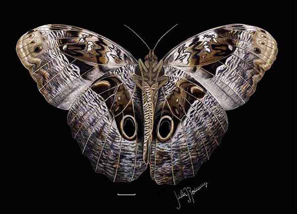 Work by Julia Roaux is so epic that she has drawn a complete guide with felines of whole world!Also very inspirational traditional and mixed 2-dimensional artist, offers a great luxury of details in her results! https://juliarouaux.com/&nbsp;