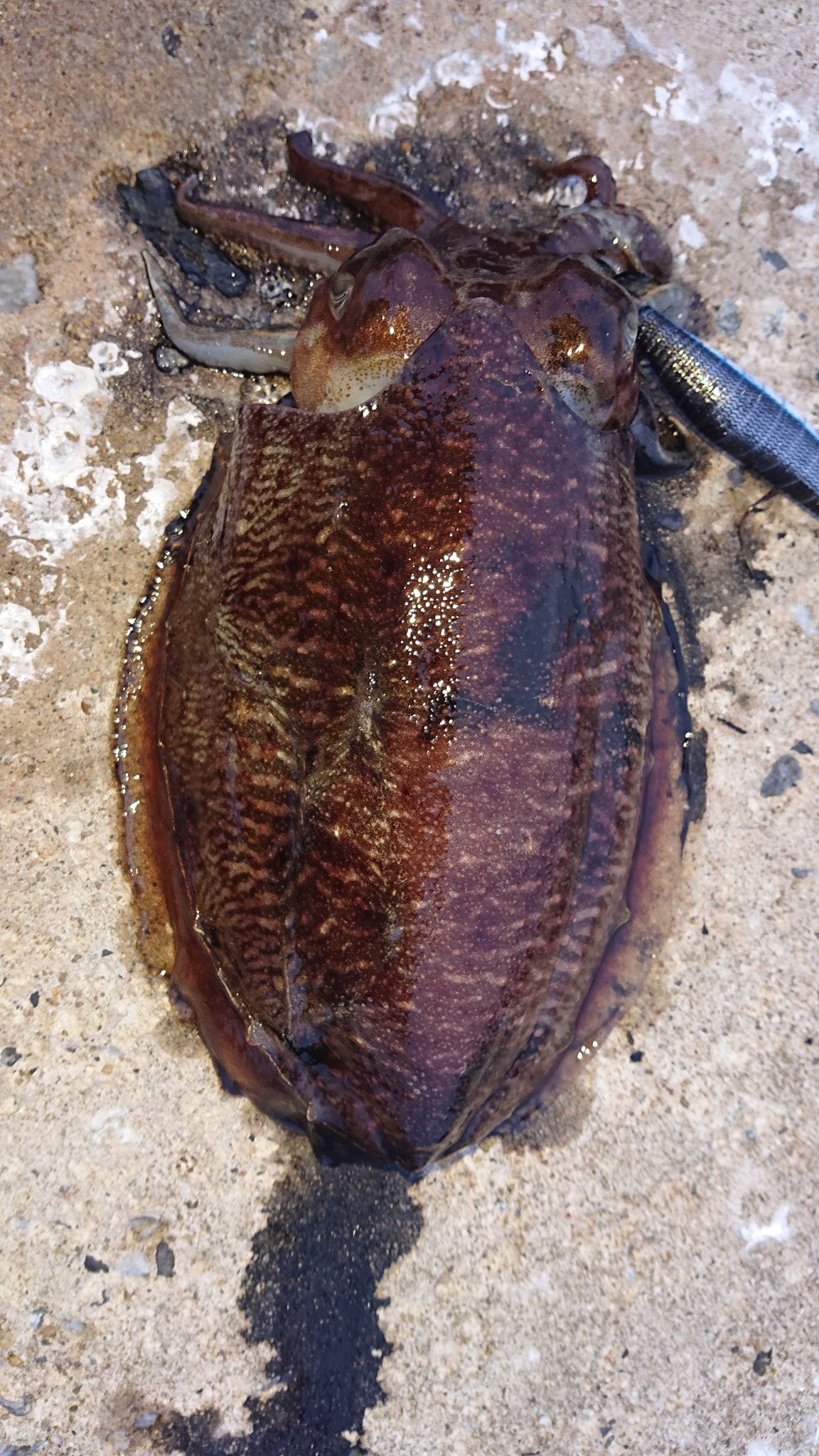 もるだー 北九州 春イカまだかよ エギング コウイカ釣れました 情報ありがとうございます 潮が激流過ぎてナス型重り付けてずる引きしました しかし残念ながらヤリイカは釣れず また次回挑戦します