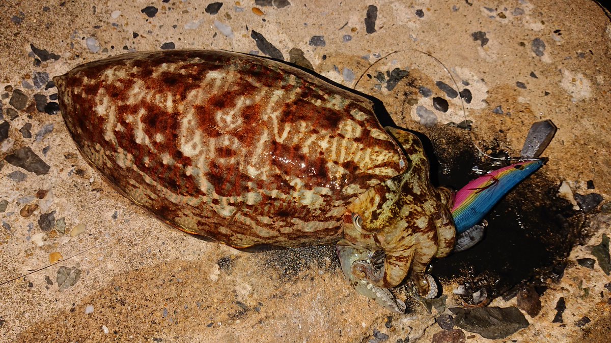 もるだー 北九州 春イカまだかよ エギング コウイカ釣れました 情報ありがとうございます 潮が激流過ぎてナス型重り付けてずる引きしました しかし残念ながらヤリイカは釣れず また次回挑戦します