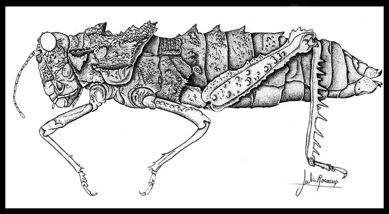 Work by Julia Roaux is so epic that she has drawn a complete guide with felines of whole world!Also very inspirational traditional and mixed 2-dimensional artist, offers a great luxury of details in her results! https://juliarouaux.com/&nbsp;