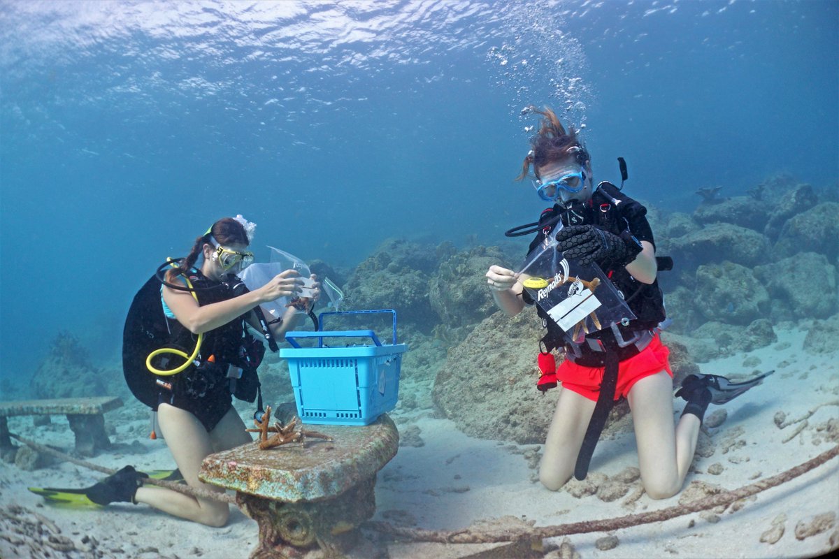 As it's #WomenInScience Day, this throwback to collecting corals with my colleague Sara Campana seems apt! We used these fragments in our sponge experiment, all in the name of sponge science. <a href="/SpongeLoop/">SpongeLoop</a> #ThrowbackThursday #SpongeTwitter