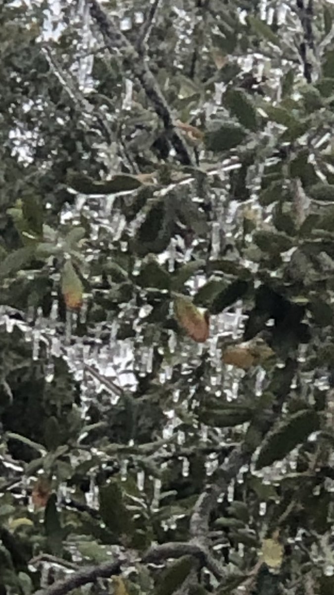 jrmenon's tweet photo. Freezing rain in Austin - view from my front yard: https://t.co/iHNG8MpTVT