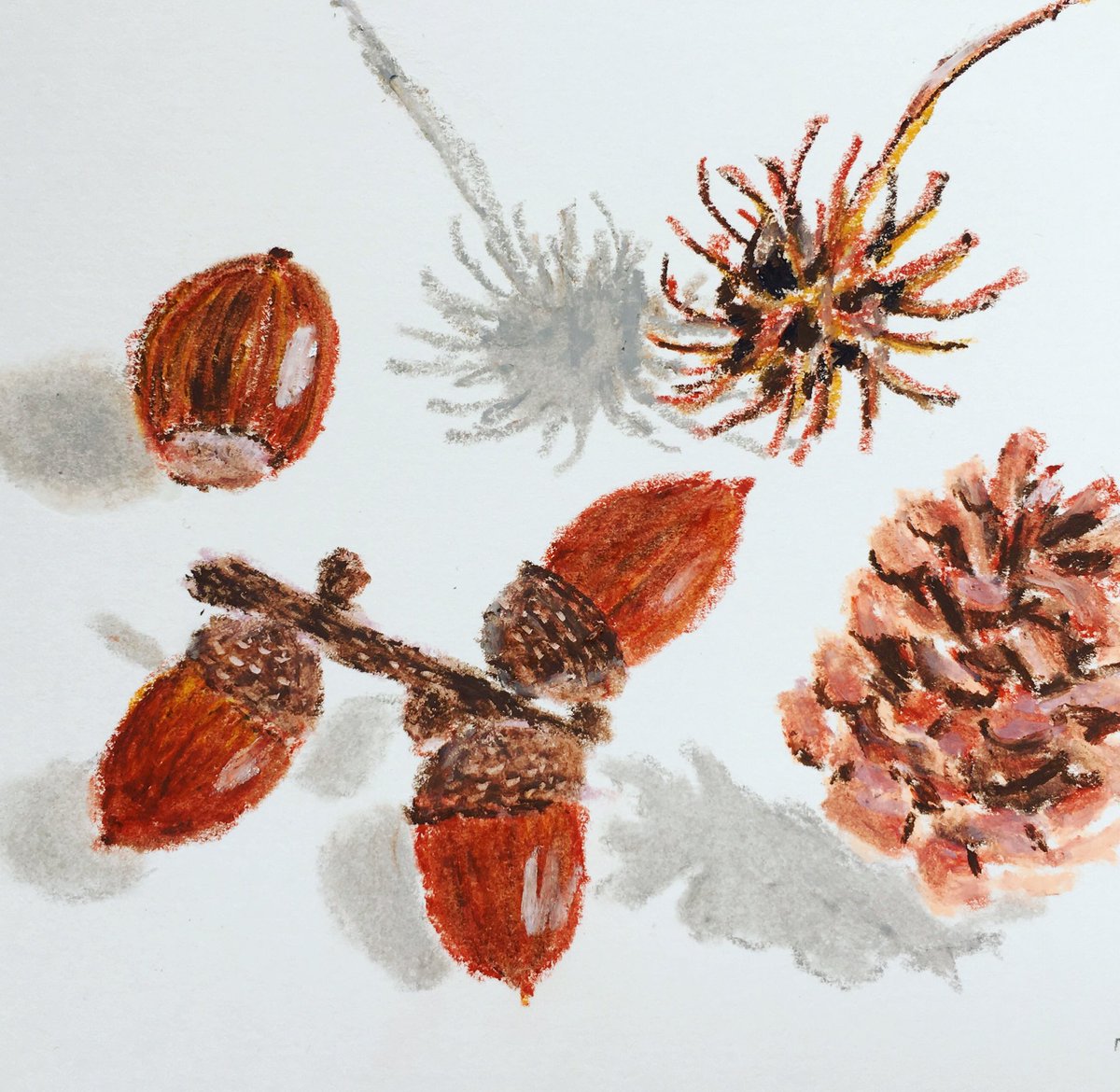 Kawasaki Yuki 川崎由紀 バレンタインの日 父の歳時記 季語 歳時記 俳句 Haiku 春 暮らし 植物 木の実 チョコレート色 Illustration Illustrator Graphics Artwork イラストレーション イラストレーター イラスト グラフィック