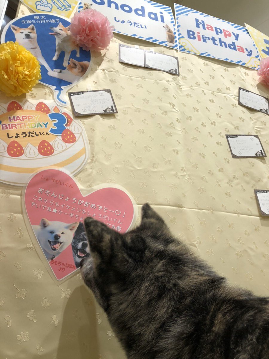 秋田犬ふれあい隊 秋田犬の里 おしらせ 勝大へのバースデーメッセージを秋田犬の里 ミュージアム室にて大募集中 こちらのツイートへのコメントでも募集しています ニックネームをご記入の上 コメント欄へメッセージを投稿してください 皆さま