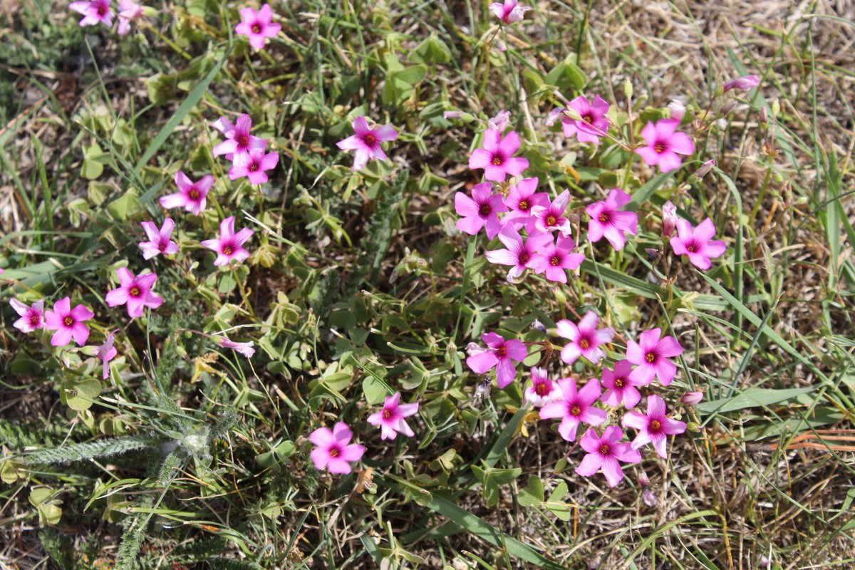 allanrob9's tweet photo. Roadside geranium-pretty pink stands out in dry #Kurow Stables of St Albans . #NZ https://t.co/iI5HrMXDNF