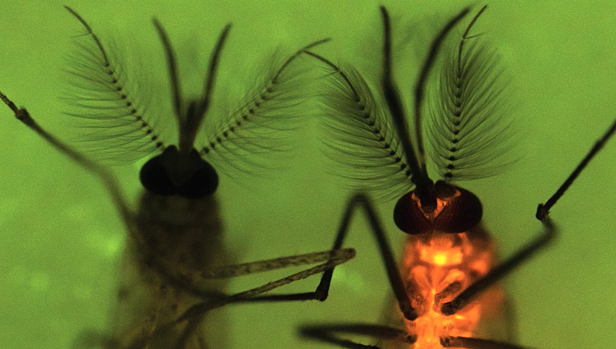 Valentino Gantz (@valentinogantz) on Twitter photo Congratulation to my postdoc <a href="/XuechunFeng_/">Xuechun Feng</a> for her great work on the recent manuscript: "Optimized CRISPR tools and site-directed transgenesis in Culex quinquefasciatus mosquitoes for gene drive development." biorxiv.org/content/10.110… Congratulation to my postdoc <a href="/XuechunFeng_/">Xuechun Feng</a> for her great work on the recent manuscript: "Optimized CRISPR tools and site-directed transgenesis in Culex quinquefasciatus mosquitoes for gene drive development." biorxiv.org/content/10.110…