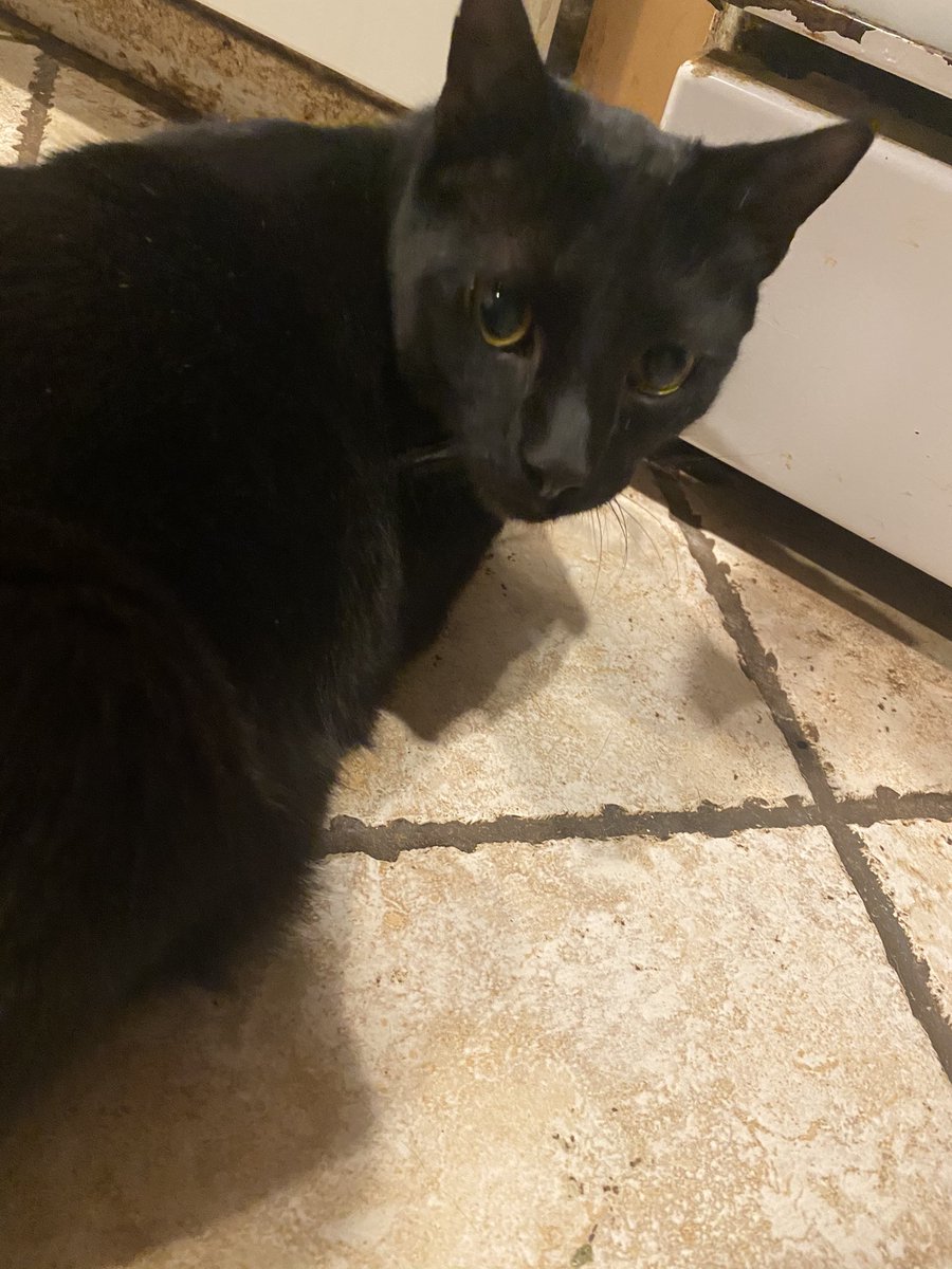 H0ney_Beetle's tweet photo. @JvchiiClawz My cat does! Sleeps on his belly all the time and absolutely LOVES belly rubs. A wonderful little boy https://t.co/MdGRg4Po7p