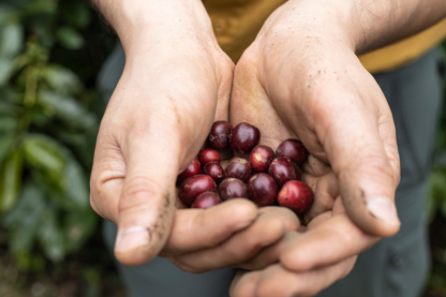 CourtneyReun's tweet photo. From tree to cup, I am so proud to share how Dunkin' is continuing its commitment to coffee sustainability in 2021 to support coffee farmers, producers, and coffee-growing regions. 

Read more: https://t.co/cUefi28n5j

#dunkin #sustainability https://t.co/IjIttJKukY