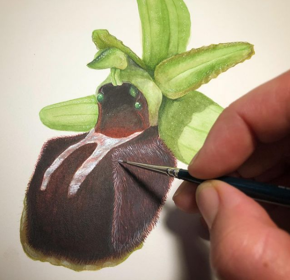 Previous tweet contains reference to a scientific illustration exhibition with works by some prominent artits from Girona. I suggest following Bruna Dinarès, who has got some of my favorite botanic illustrations, specially her orchids:  https://brudina.format.com/&nbsp;