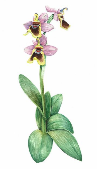 Previous tweet contains reference to a scientific illustration exhibition with works by some prominent artits from Girona. I suggest following Bruna Dinarès, who has got some of my favorite botanic illustrations, specially her orchids:  https://brudina.format.com/&nbsp;