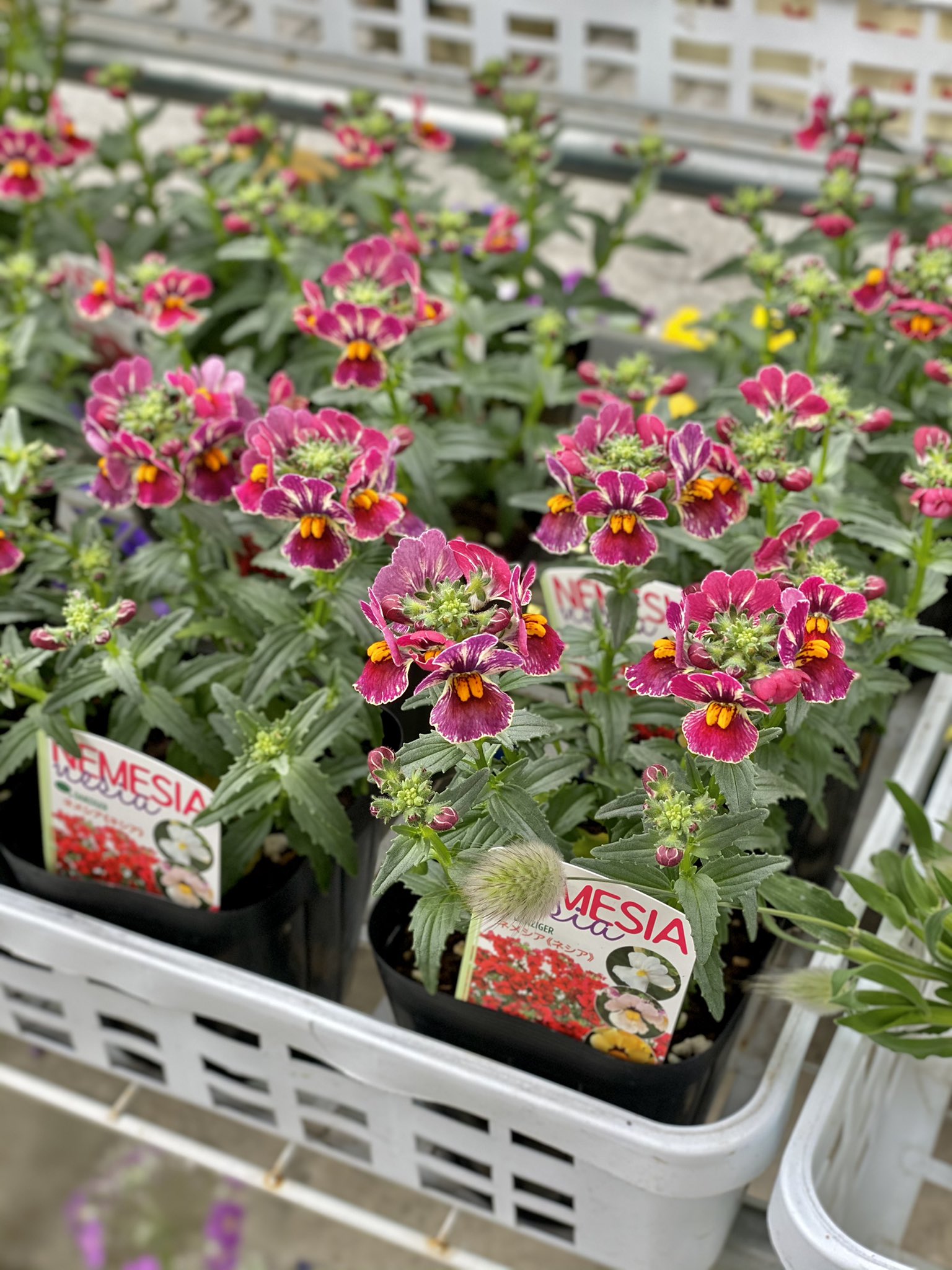 わたなべ花壇 入荷速報 1 ネメシア ネシア 2 ローダンセマム マーキュリー 入荷しました わたなべ花壇 T Co Ak5kae65ek Twitter