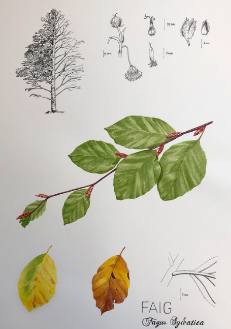 Previous tweet contains reference to a scientific illustration exhibition with works by some prominent artits from Girona. I suggest following Bruna Dinarès, who has got some of my favorite botanic illustrations, specially her orchids:  https://brudina.format.com/&nbsp;