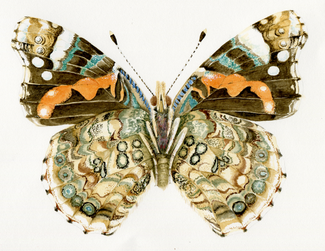 Previous tweet contains reference to a scientific illustration exhibition with works by some prominent artits from Girona. I suggest following Bruna Dinarès, who has got some of my favorite botanic illustrations, specially her orchids:  https://brudina.format.com/&nbsp;