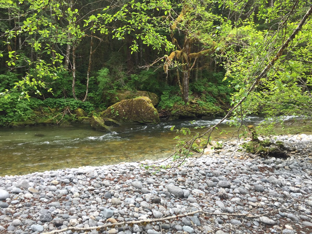 We used to be able to walk up to the glacier as the undergrowth was minimal, I’ve only known it to be so thick in second growth under brush to be impassable but I found this untouched side channel where it’s beauty amazed me 18 km upriver as a tiny pocket of untouched wonder