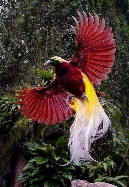  @PlayWarframe  @rebbford  @moitoi  @thetayking  @soelloo Warframes as birds - a thread