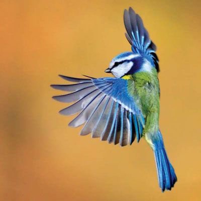  @PlayWarframe  @rebbford  @moitoi  @thetayking  @soelloo Warframes as birds - a thread